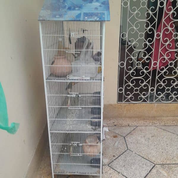 urgent new cage with parrots 2