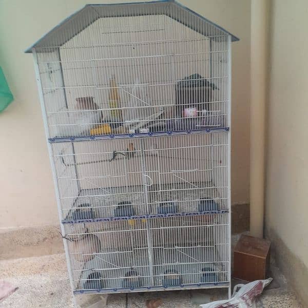 urgent new cage with parrots 3