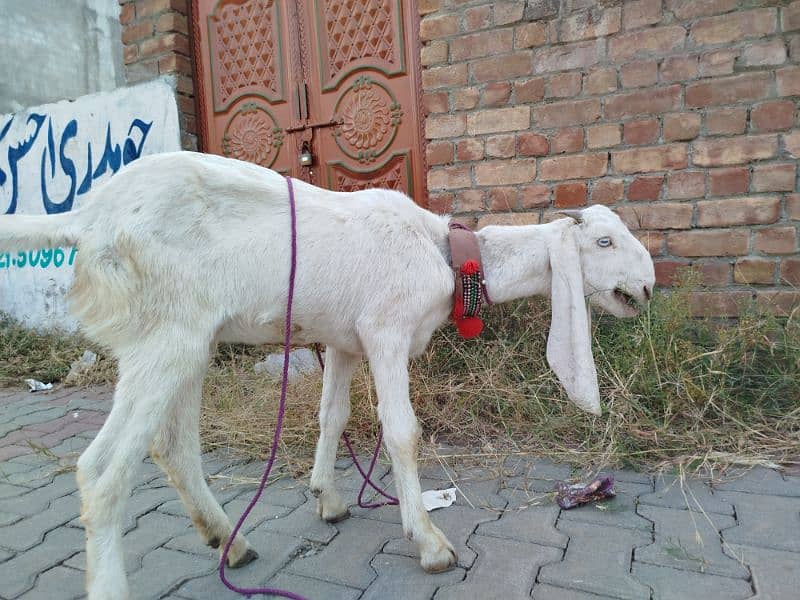 A healthy Rajanpuri female goat for urgent sale 0