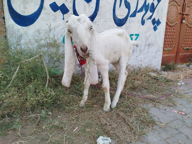 A healthy Rajanpuri female goat for urgent sale 2