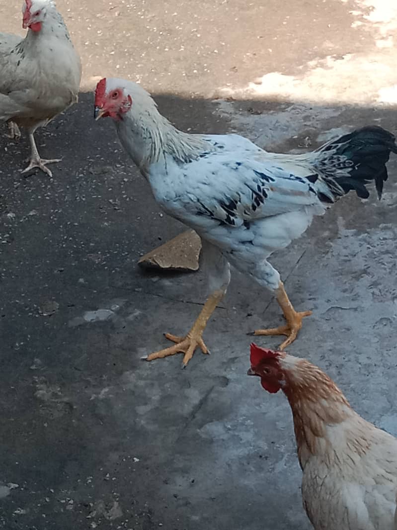 Hens murgi 8