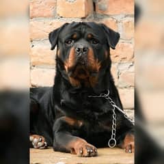 Rottweiler male Available for stud