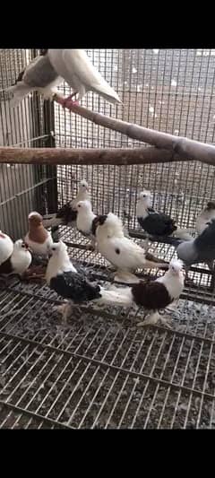 pigeons