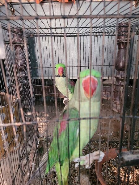 Raw Parrot male and female 2