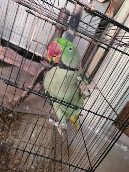 Raw Parrot male and female 4