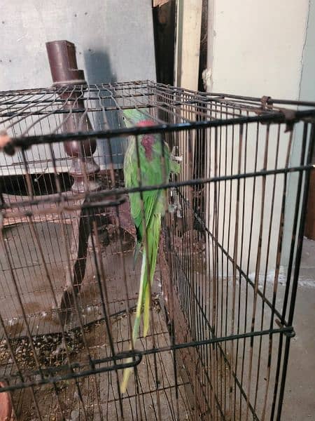 Raw Parrot male and female 5