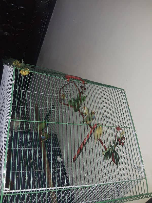 only cage for sale 1