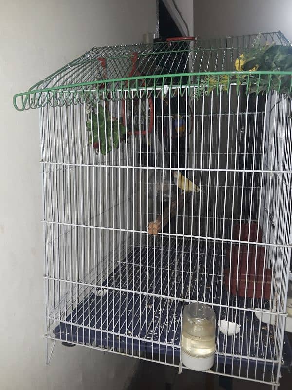 only cage for sale 9