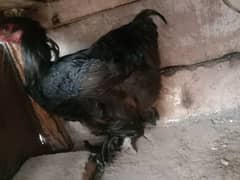 Bantam Egg Laying