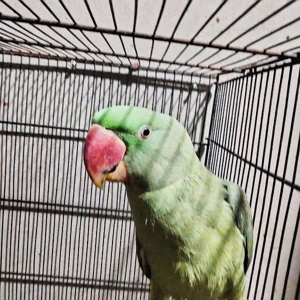 Raw parrot 0