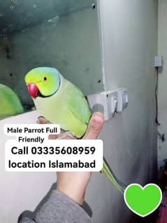 Hand Tamed Full Friendly Green Ring Neck Male Parrot Jumbo Size