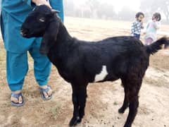 droghlay  bakray or gabban bakri