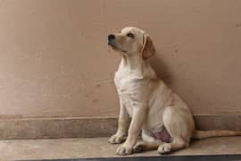 labrador puppie 4 months