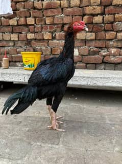 ASEEL Thai cross sindhi best for breeding. produce best quality Chicks