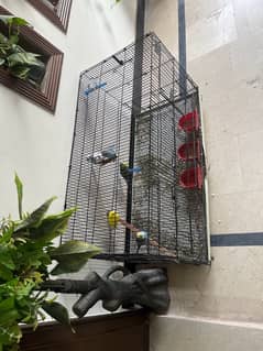 6 budgie parrot with 3 part cage