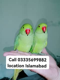 Single 6000 Hand Tamed Friendly Green Ring Neck Parrots Male/Female