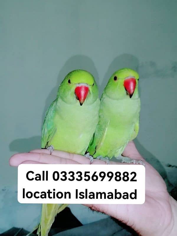 Single 6000 Hand Tamed Friendly Green Ring Neck Parrots Male/Female 0