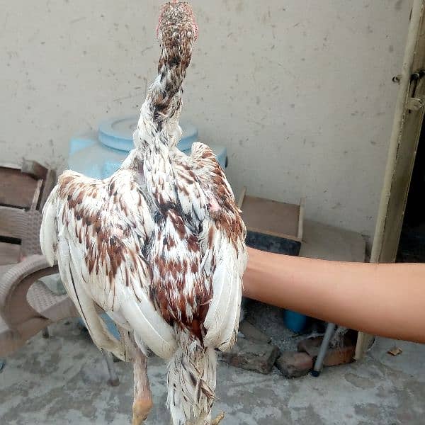 Pure old Mianwali aseel Pair pathy for sale high quality aseel 1