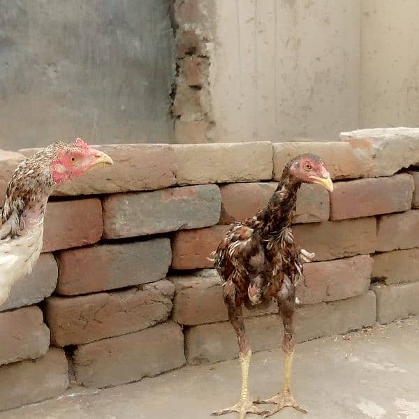 Pure old Mianwali aseel Pair pathy for sale high quality aseel 6