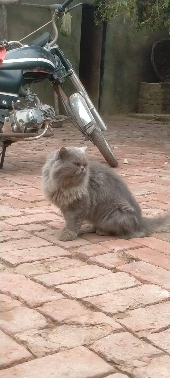 male cat triple coat 3