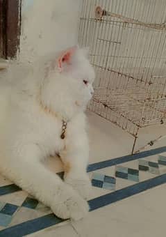 persian male cat availble