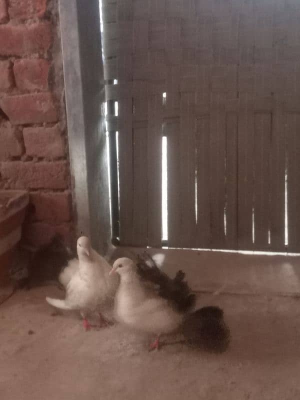 black tail lucky pigeon| breeder pair| Fancy pigeon | Kabootar |کبوتر 0