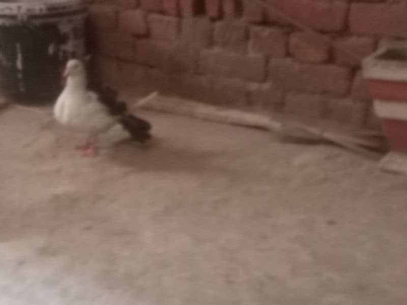 black tail lucky pigeon| breeder pair| Fancy pigeon | Kabootar |کبوتر 1