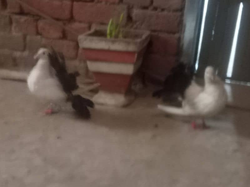 black tail lucky pigeon| breeder pair| Fancy pigeon | Kabootar |کبوتر 2