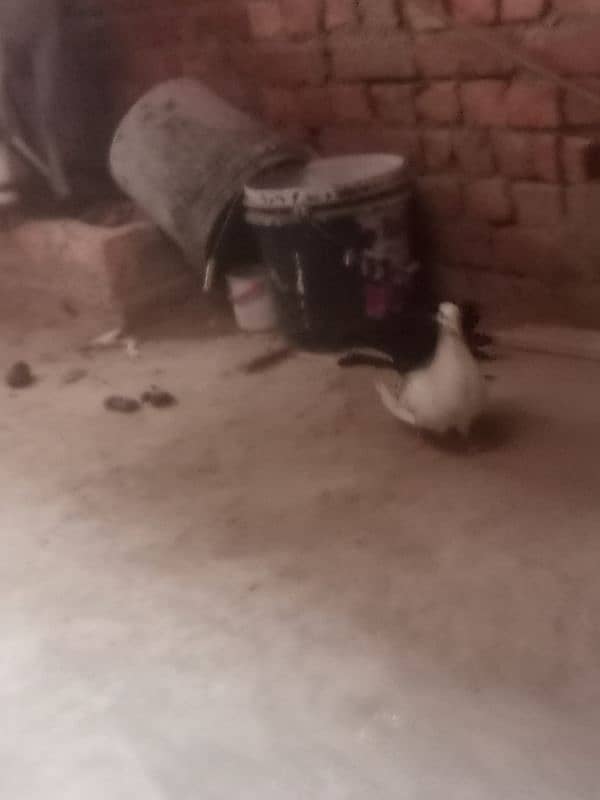 black tail lucky pigeon| breeder pair| Fancy pigeon | Kabootar |کبوتر 3