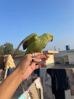 Ring nack tajj parrot etc available contact WhatsApp : 03456103456