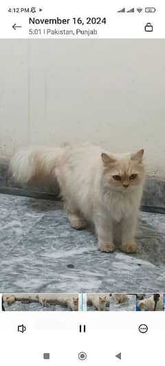 Persian cat