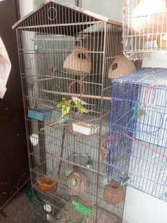 Australian parrot for sale