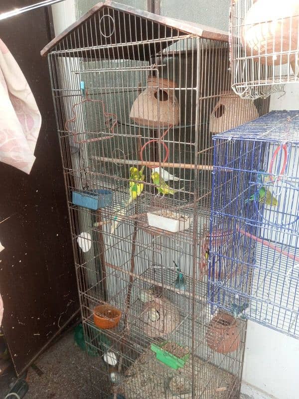 Australian parrot for sale 1