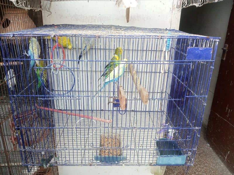 Australian parrot for sale 3