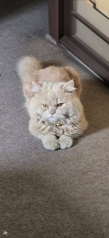 triple coat punch face male Persian cat islamabad 0