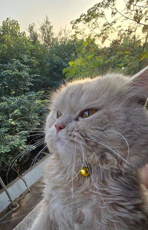 triple coat punch face male Persian cat islamabad 1