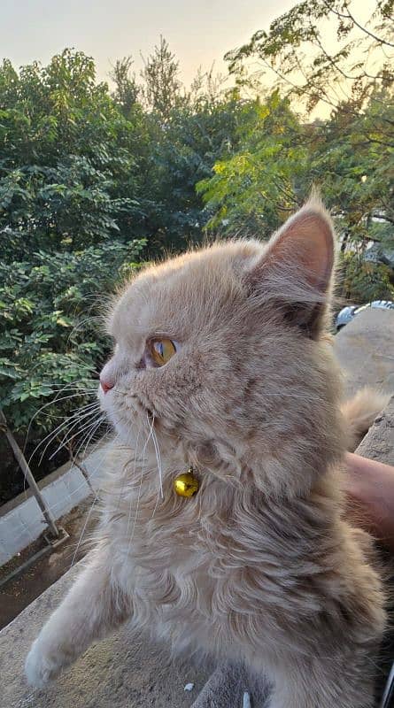 triple coat punch face male Persian cat islamabad 3