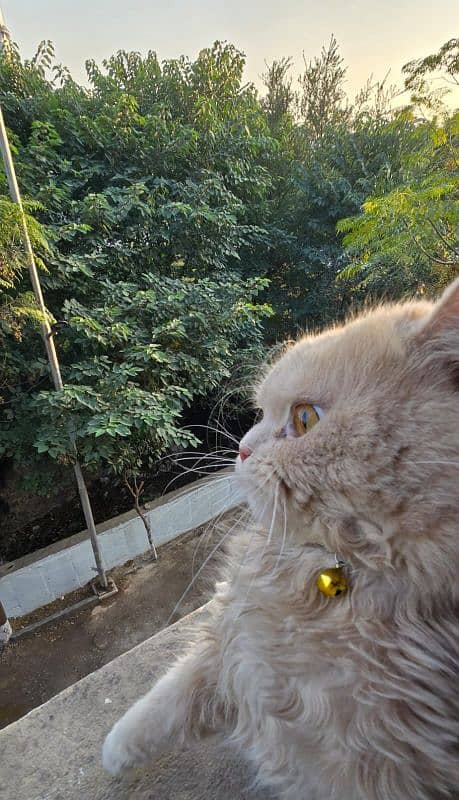 triple coat punch face male Persian cat islamabad 4