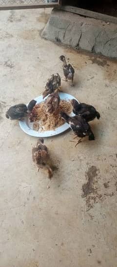 aseel mushki madi an 7 chicks for sale