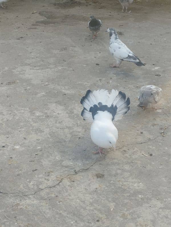 lakha male pigeon 0