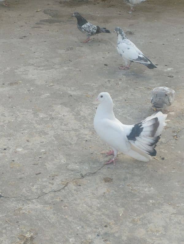 lakha male pigeon 1