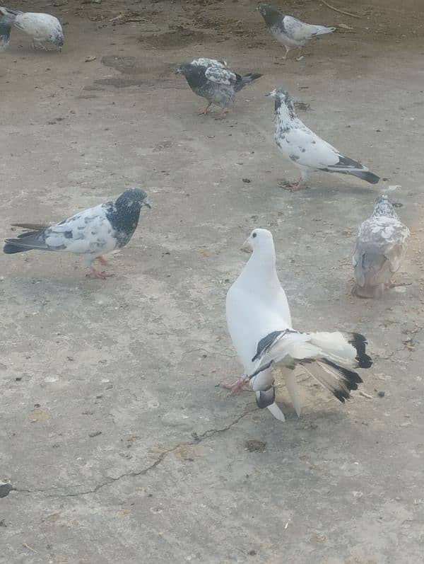 lakha male pigeon 2