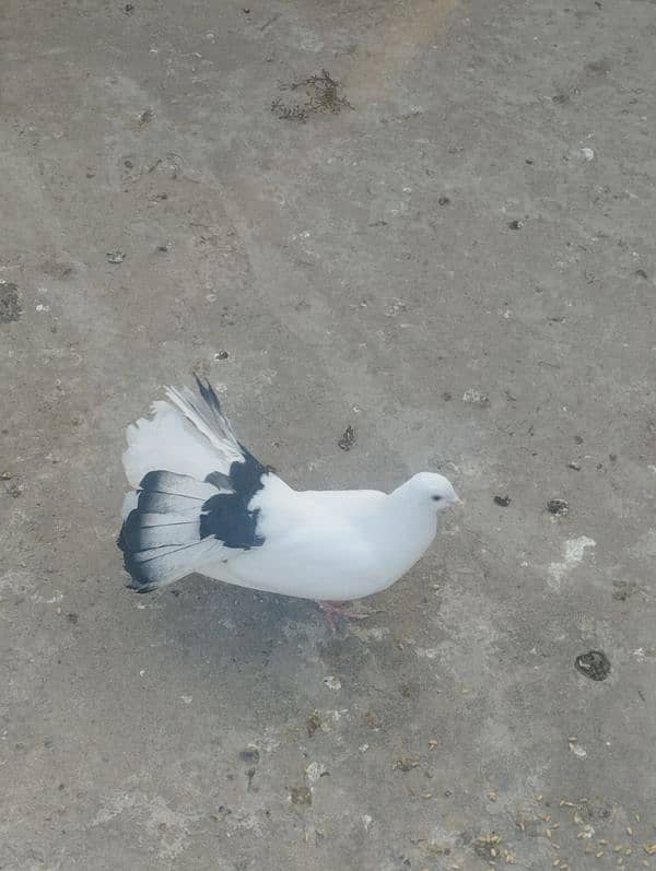 lakha male pigeon 3