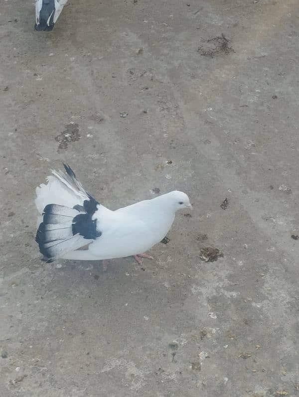 lakha male pigeon 4