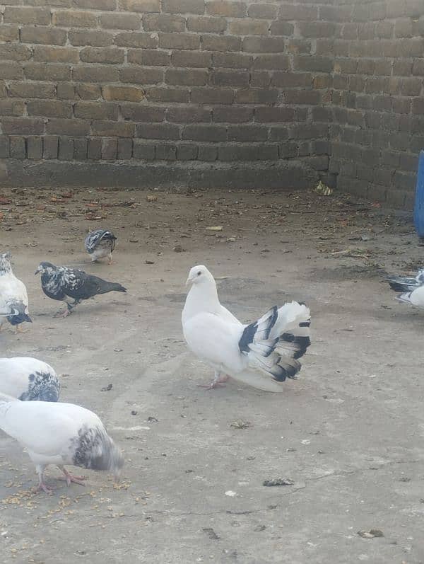 lakha male pigeon 5