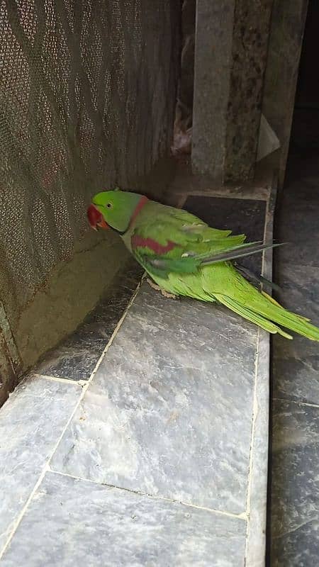 Miya mithu parrot and also speak but don't allow how to fly 1