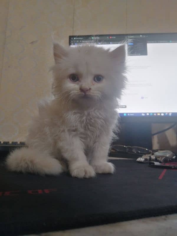 kitten for sale 1