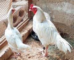 Paper white heera aseel fertile eggs fr sale