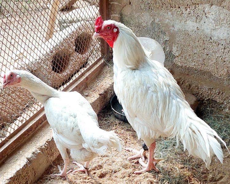 Fertile Eggs of Paper white heera aseel  fr sale 2