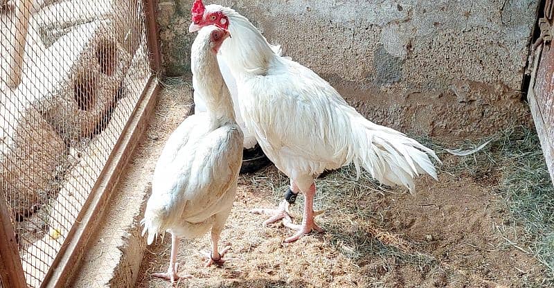 Fertile Eggs of Paper white heera aseel  fr sale 3